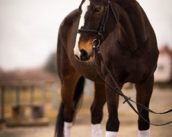 broodmare Agentina (Czech Warmblood,  , from Great Pleasure)