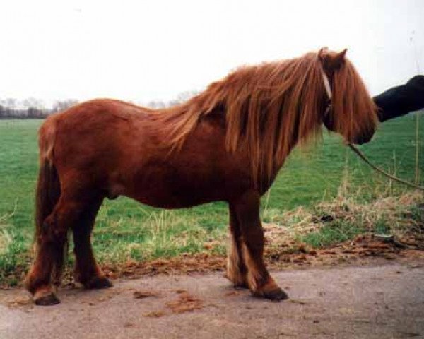 stallion Dennes v. t fean (Shetland pony (under 87 cm), 1989, from Ulft van de Provinciale Weg)