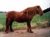 stallion Dennes v. t fean (Shetland pony (under 87 cm), 1989, from Ulft van de Provinciale Weg)