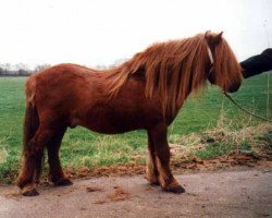 stallion Dennes v. t fean (Shetland pony (under 87 cm), 1989, from Ulft van de Provinciale Weg)