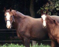 broodmare Genua 76 (Westphalian, 1995, from Graf Aramis)