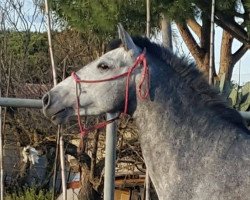 broodmare Papera (Pura Raza Espanola (PRE), 2012)