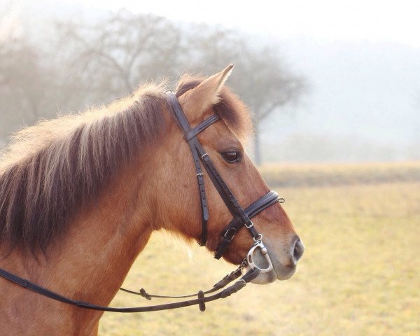 dressage horse Toffee (Duelmener, 2005)