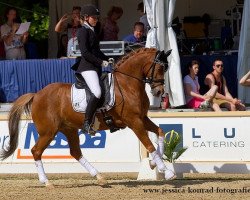 dressage horse den Ostriks Dailan (Welsh, 2002, from Leuns Veld's Lord)