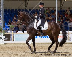 dressage horse Cristobal 14 (Holsteiner, 1999, from Coriander)