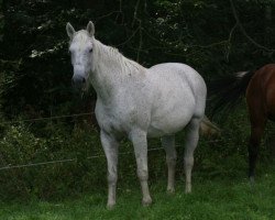 broodmare Raxon (Holsteiner, 2000, from Renomee)