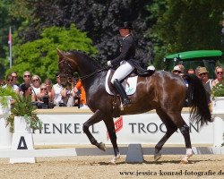 dressage horse Der Stern OLD (Oldenburg, 2001, from Dormello)