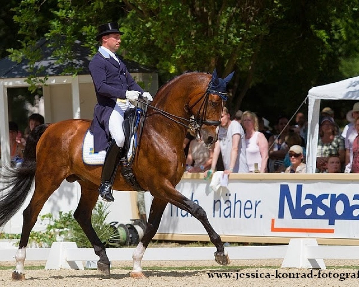Deckhengst Biggles 1015 (Schwedisches Warmblut, 1998, von Briar)