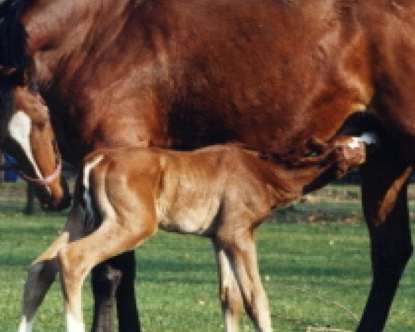 Zuchtstute Nashville (KWPN (Niederländisches Warmblut), 1995, von Lauriston)