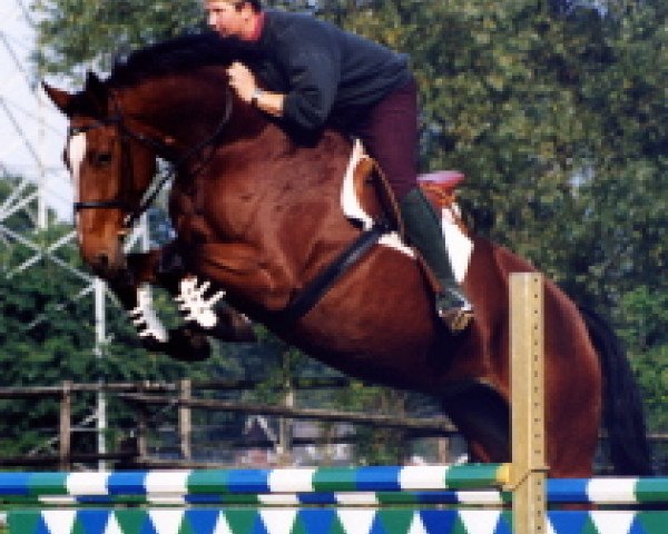 broodmare Jamaica (KWPN (Royal Dutch Sporthorse), 1991, from Voltaire)