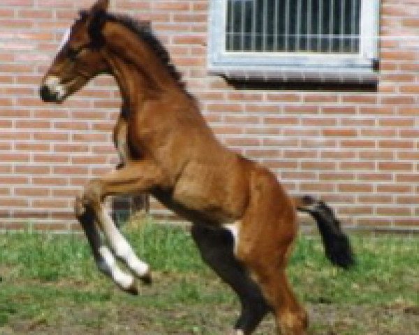 stallion Ohio (Dutch Warmblood, 1996, from Iroko)