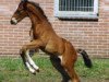stallion Ohio (KWPN (Royal Dutch Sporthorse), 1996, from Iroko)