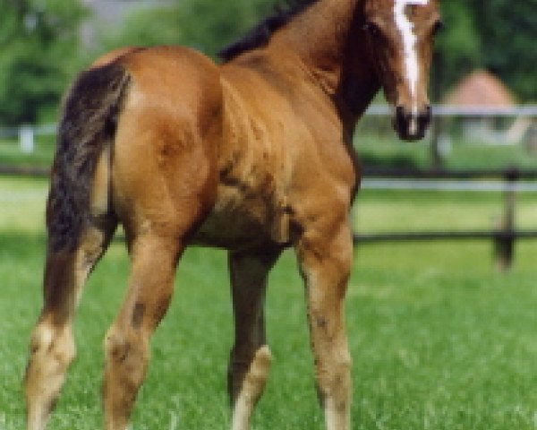 Zuchtstute Kwando (Niederländisches Warmblut, 1992, von Voltaire)