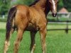 broodmare Kwando (KWPN (Royal Dutch Sporthorse), 1992, from Voltaire)