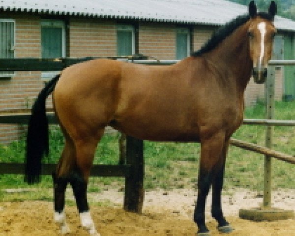 broodmare Egala (KWPN (Royal Dutch Sporthorse), 1986, from Notaris)