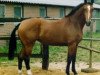 broodmare Egala (KWPN (Royal Dutch Sporthorse), 1986, from Notaris)
