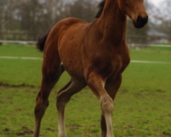 horse Mango (KWPN (Royal Dutch Sporthorse), 1994, from Wellington)