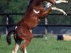 broodmare Lapland (KWPN (Royal Dutch Sporthorse), 1993, from Landwind II)