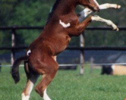 Zuchtstute Lapland (KWPN (Niederländisches Warmblut), 1993, von Landwind II)