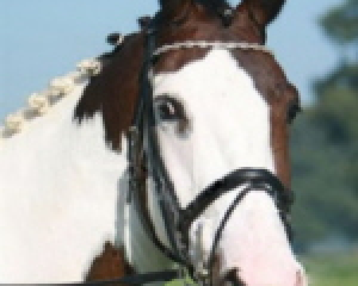 broodmare See the Phantom (KWPN (Royal Dutch Sporthorse), 1999, from Narcos II)