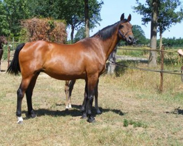 Zuchtstute Nilithya (KWPN (Niederländisches Warmblut), 1995, von Concorde)