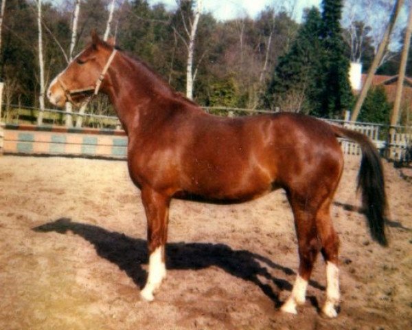 broodmare Vally (KWPN (Royal Dutch Sporthorse), 1979, from Notaris)