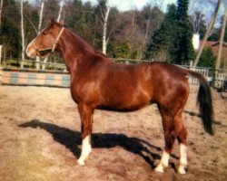 Zuchtstute Vally (KWPN (Niederländisches Warmblut), 1979, von Notaris)