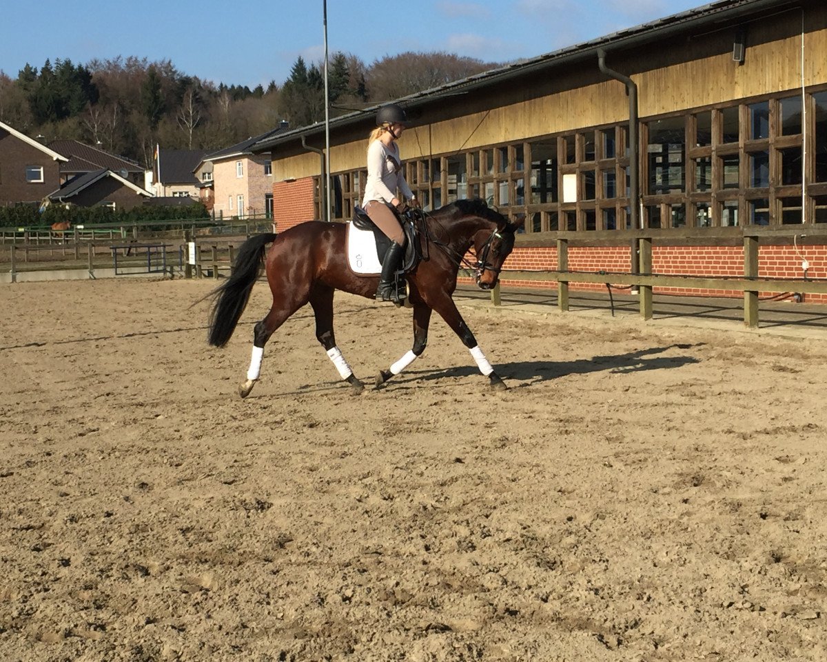 broodmare Soleil D'Amour L (Oldenburg, 2008, from Swarovski)