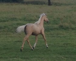 Zuchtstute Moelleaaens Golden Savannah (Palomino mit Reitpferdepedigree, 2014, von Moelleaaens Golden Spirit)