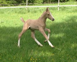 Pferd Moelleaaens Golden Ohio (Palomino mit Reitpferdepedigree, 2013, von Opál)