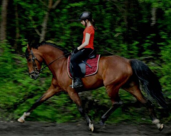 Zuchtstute night dream 17 (Deutsches Reitpony, 2006, von Top Nonstop)