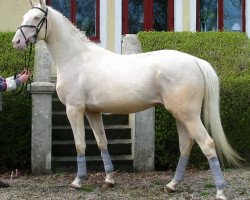 stallion Vanishing Point (Czech Warmblood,  , from Mistral)