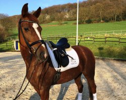 dressage horse Frieda Fuchs (Belgian Warmblood, 2011, from Don Matcho)