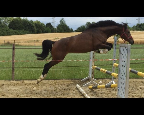 broodmare Daisy (German Sport Horse, 2011, from Palmares)