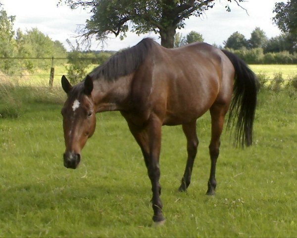 horse Marlon 156 (Mecklenburg, 2003, from Marlesko xx)