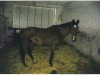 broodmare Wolina (Hanoverian, 1979, from Westgote)