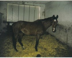 broodmare Wolina (Hanoverian, 1979, from Westgote)