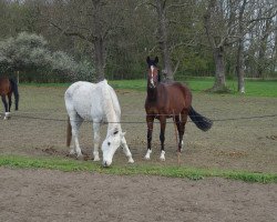 broodmare Mona-Lisa (German Sport Horse, 2009, from Monte Bellini)