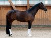 dressage horse Luisao (Oldenburg, 2011, from Licotus)