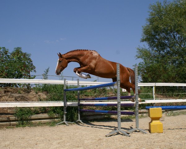 horse I'm the little big (Hanoverian, 2007, from Iberio)