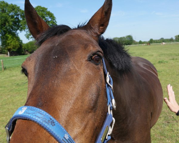 jumper Leonardo 465 (Hanoverian, 1997, from Lafontaine)