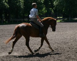 horse Wilma Goich (Deutsches Reitpferd, 2006, from Liquid)