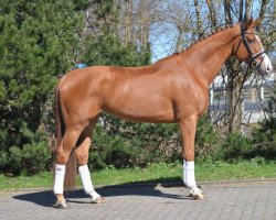 dressage horse dann (Hanoverian, 2012, from Dannebrog)