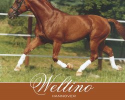 horse Weltino (Hannoveraner, 1991, from Weltmeyer)