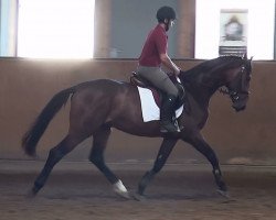 horse Franz Joseph G (Belgian Warmblood, 2011, from Weltino)