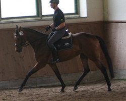 broodmare Penelope G (Italian Warmblood, 2012, from Stedinger)