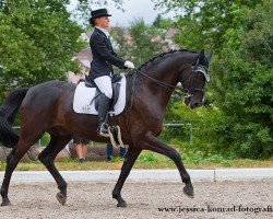 dressage horse Dexter 206 (Hanoverian, 2006, from Don Frederico)