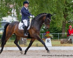 dressage horse Dusty Dutchman (Hessian Warmblood, 1998, from Donatelli I)