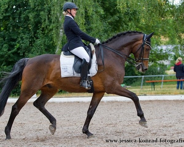 Dressurpferd Espada 10 (Arabisches Halbblut / Partbred, 1998, von Emetyt AA)