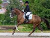 dressage horse Sir Admiral from Schneider (Oldenburg, 2007, from Sir Donnerhall I)